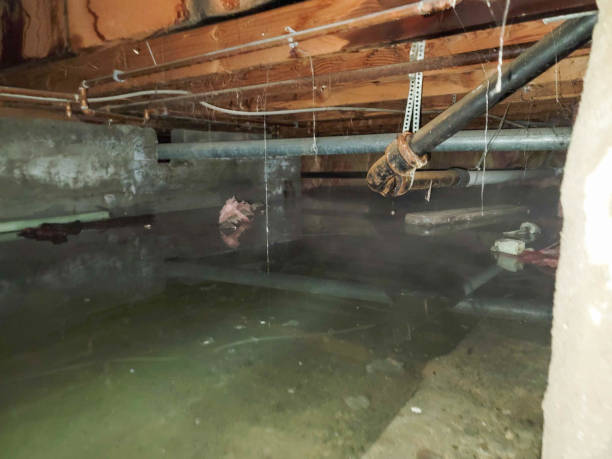 Best Ceiling water damage repair  in Tsaile, AZ