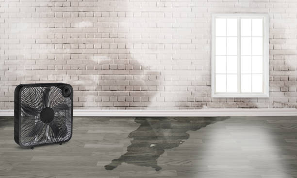 Best Local water damage restoration  in Tsaile, AZ